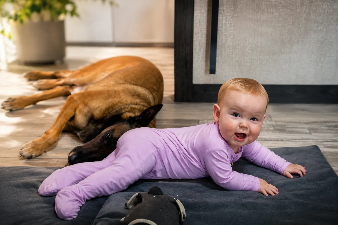 A working K9 lying at rest on the floor beside a baby at home